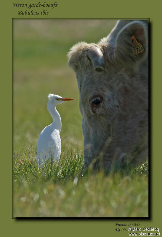 Western Cattle Egret, Behaviour