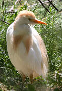 Western Cattle Egret