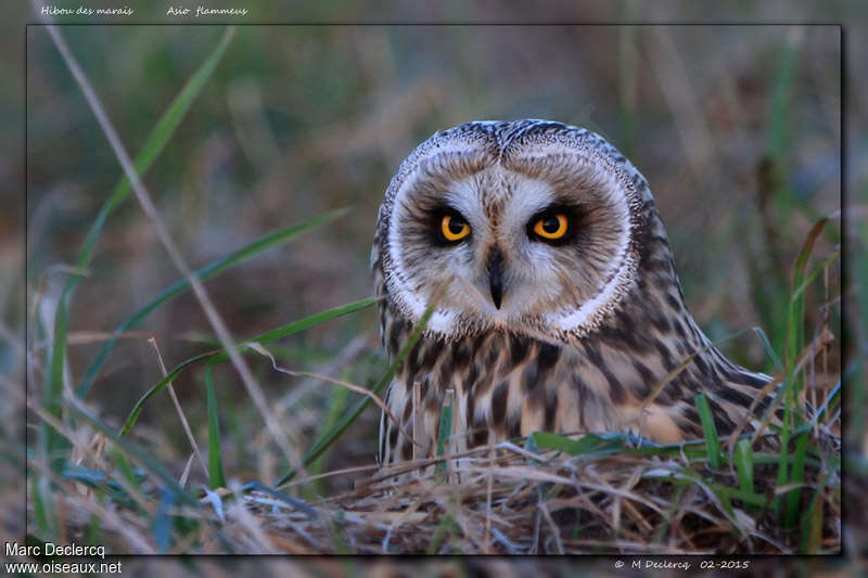 Short-eared Owl, close-up portrait