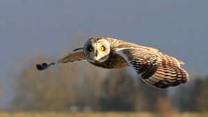 Short-eared Owl 
&copy; Marc Declercq