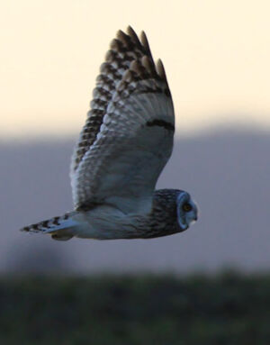Short-eared Owl 
&copy; Marc Declercq