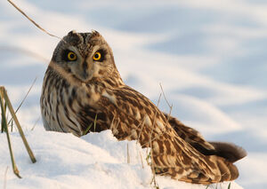 Short-eared Owl 
&copy; Marc Declercq