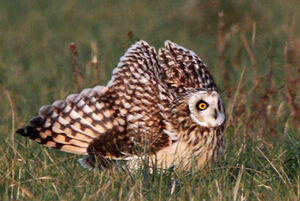 Short-eared Owl 
&copy; Marc Declercq