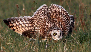 Short-eared Owl 
&copy; Marc Declercq