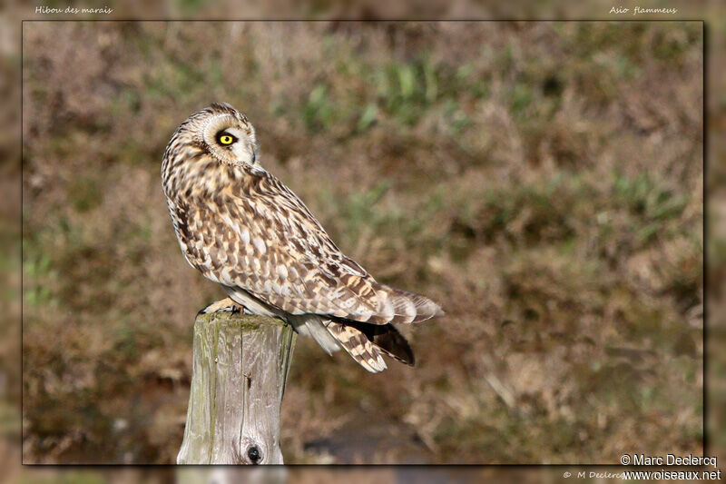 Short-eared Owl, identification