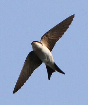 Hirondelle de fen�tre