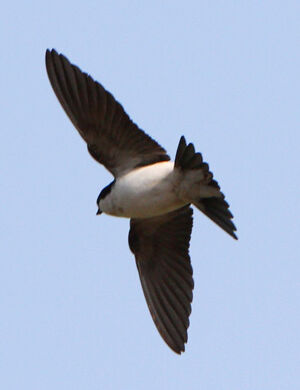 Hirondelle de fen�tre