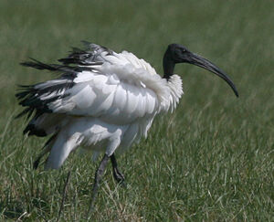 Ibis sacr� 
&copy; Marc Declercq