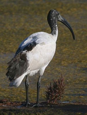 Ibis sacr� 
&copy; Marc Declercq