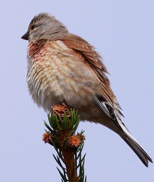 Common Linnet 
&copy; Marc Declercq