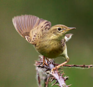 Common Grasshopper Warbler 
&copy; Marc Declercq