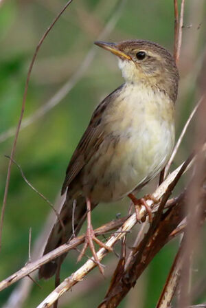 Common Grasshopper Warbler 
&copy; Marc Declercq