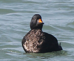 Common Scoter