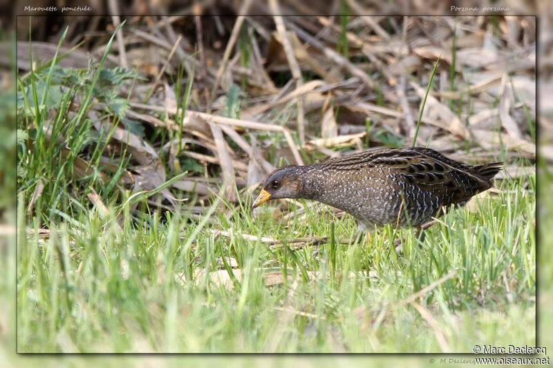 Spotted Crake, identification