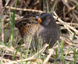 Spotted Crake