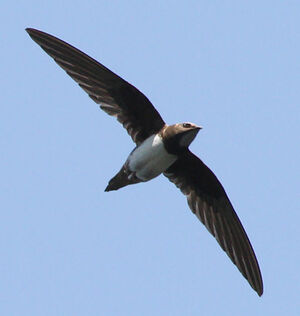 Alpine Swift 
&copy; Marc Declercq