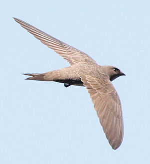 Alpine Swift 
&copy; Marc Declercq