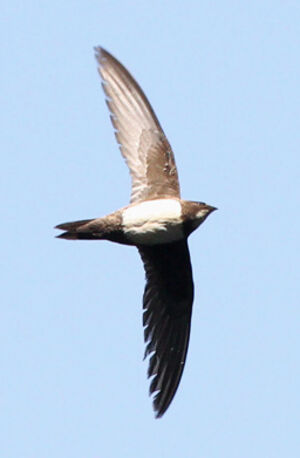 Alpine Swift 
&copy; Marc Declercq
