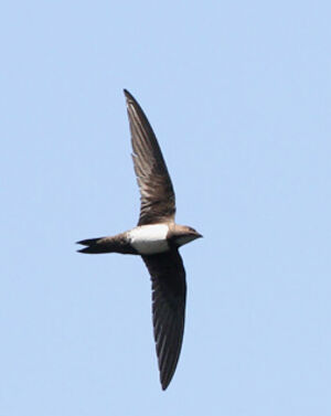 Alpine Swift 
&copy; Marc Declercq