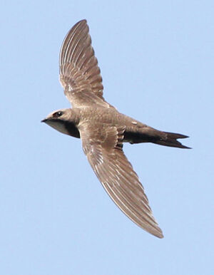 Alpine Swift 
&copy; Marc Declercq