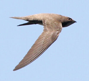 Alpine Swift 
&copy; Marc Declercq