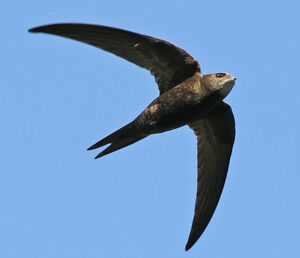 Common Swift 
&copy; Marc Declercq