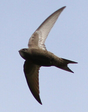 Common Swift 
&copy; Marc Declercq
