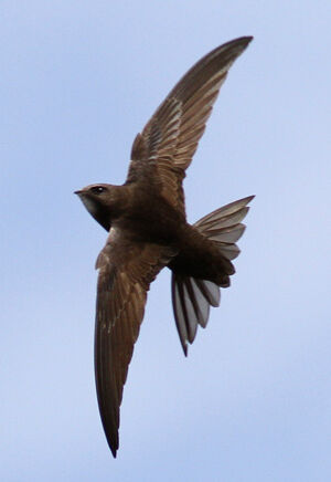 Common Swift 
&copy; Marc Declercq