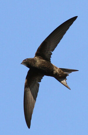 Common Swift 
&copy; Marc Declercq