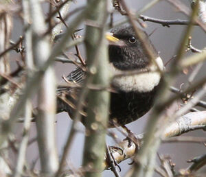 Ring Ouzel 
&copy; Marc Declercq