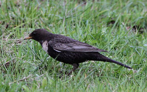 Ring Ouzel