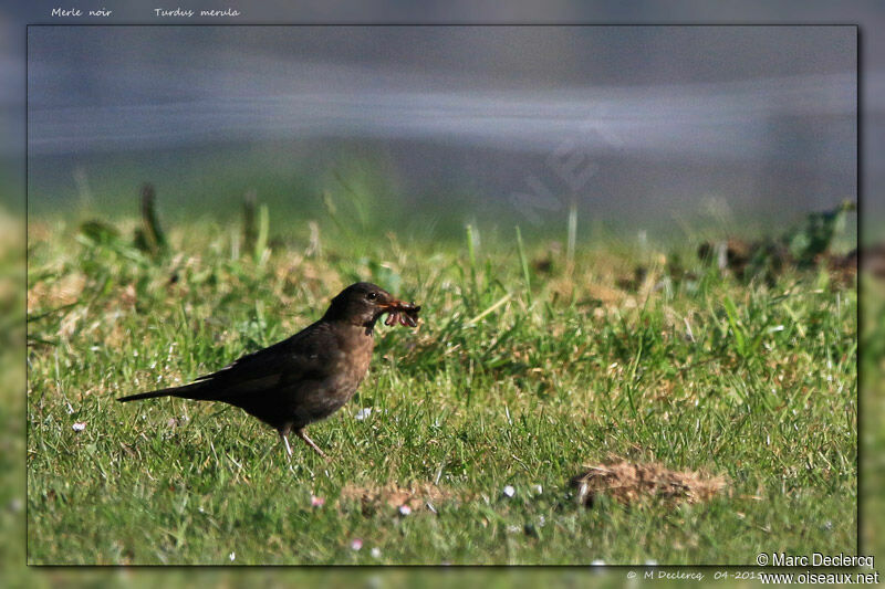 Common Blackbird, identification, Reproduction-nesting