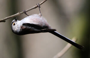 Long-tailed Tit