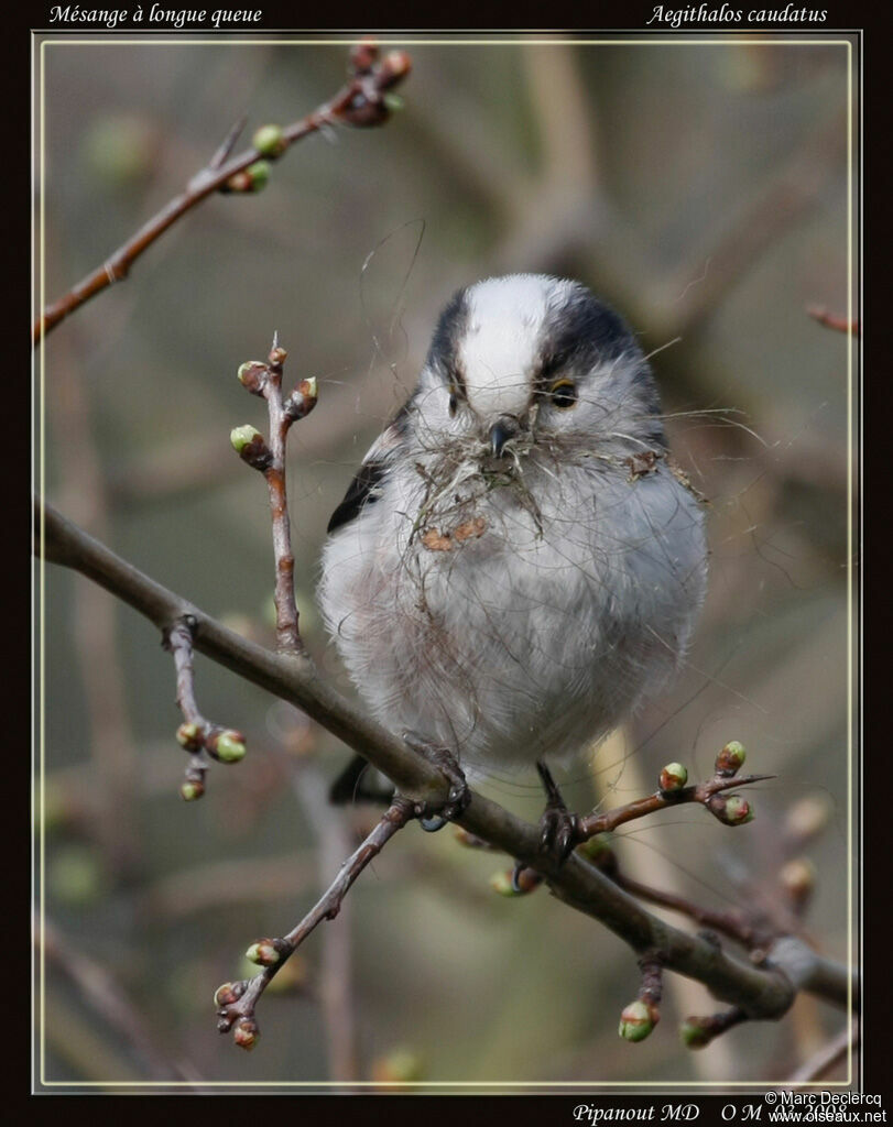 Mésange à longue queue - Aegithalos caudatus