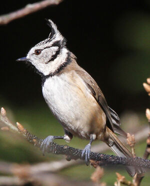 European Crested Tit