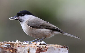 Marsh Tit