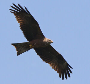 Black Kite 
&copy; Marc Declercq