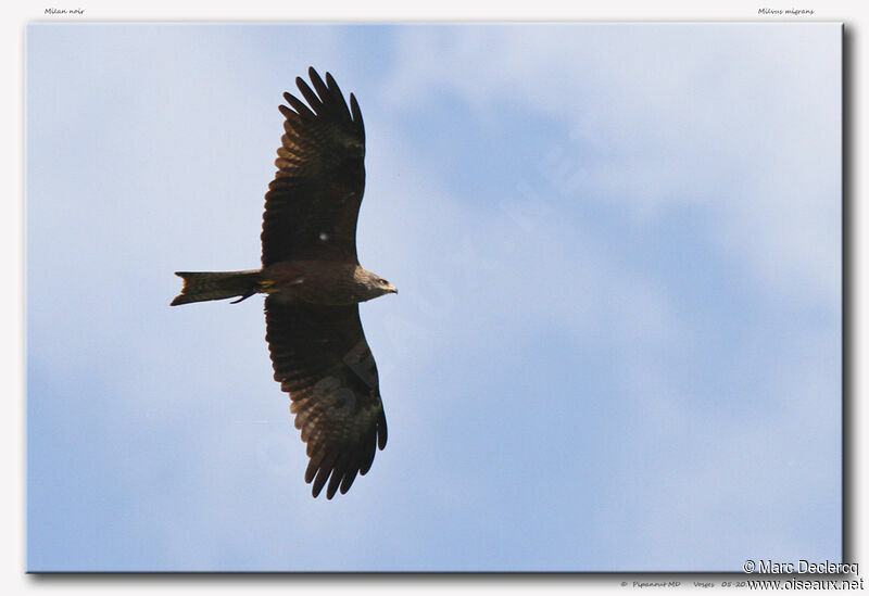 Black Kite, Flight