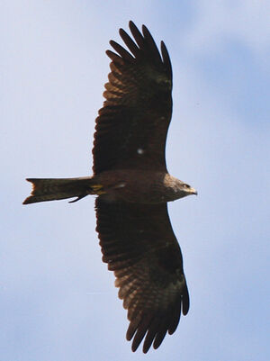 Black Kite 
&copy; Marc Declercq