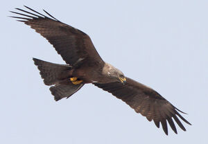 Black Kite 
&copy; Marc Declercq