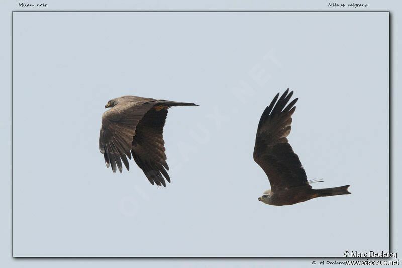 Black Kite, identification