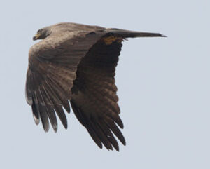 Black Kite 
&copy; Marc Declercq