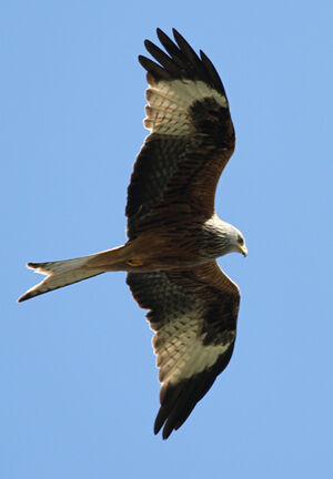 Red Kite