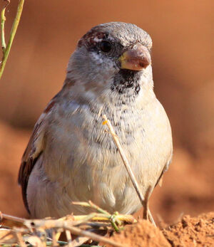 House Sparrow 
&copy; Marc Declercq