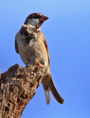 House Sparrow 
&copy; Marc Declercq