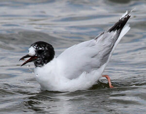 Little Gull 
&copy; Marc Declercq