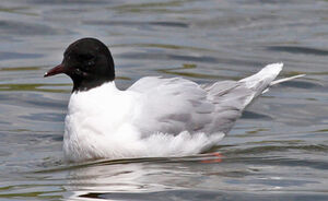 Little Gull 
&copy; Marc Declercq
