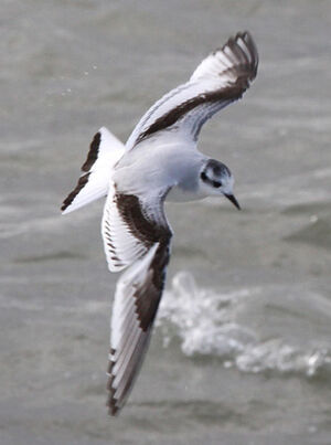 Little Gull 
&copy; Marc Declercq