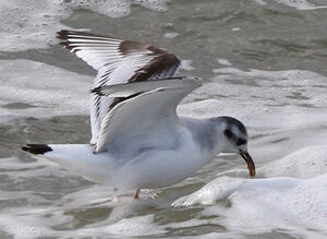 Little Gull 
&copy; Marc Declercq