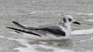 Mouette tridactyle